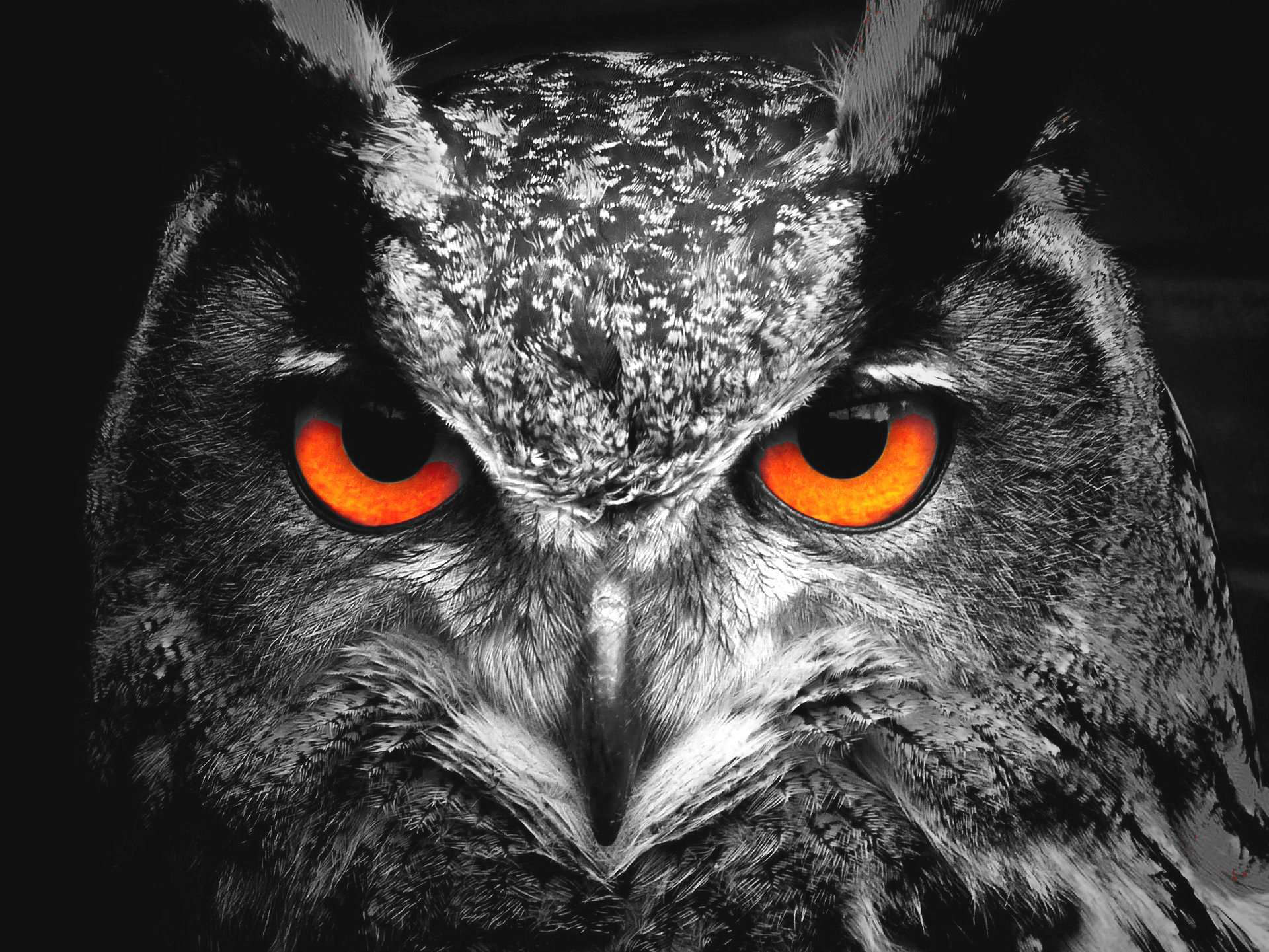 owl-50267_1920 Sonnenfänger Leuchtkraft und Effekt-Index