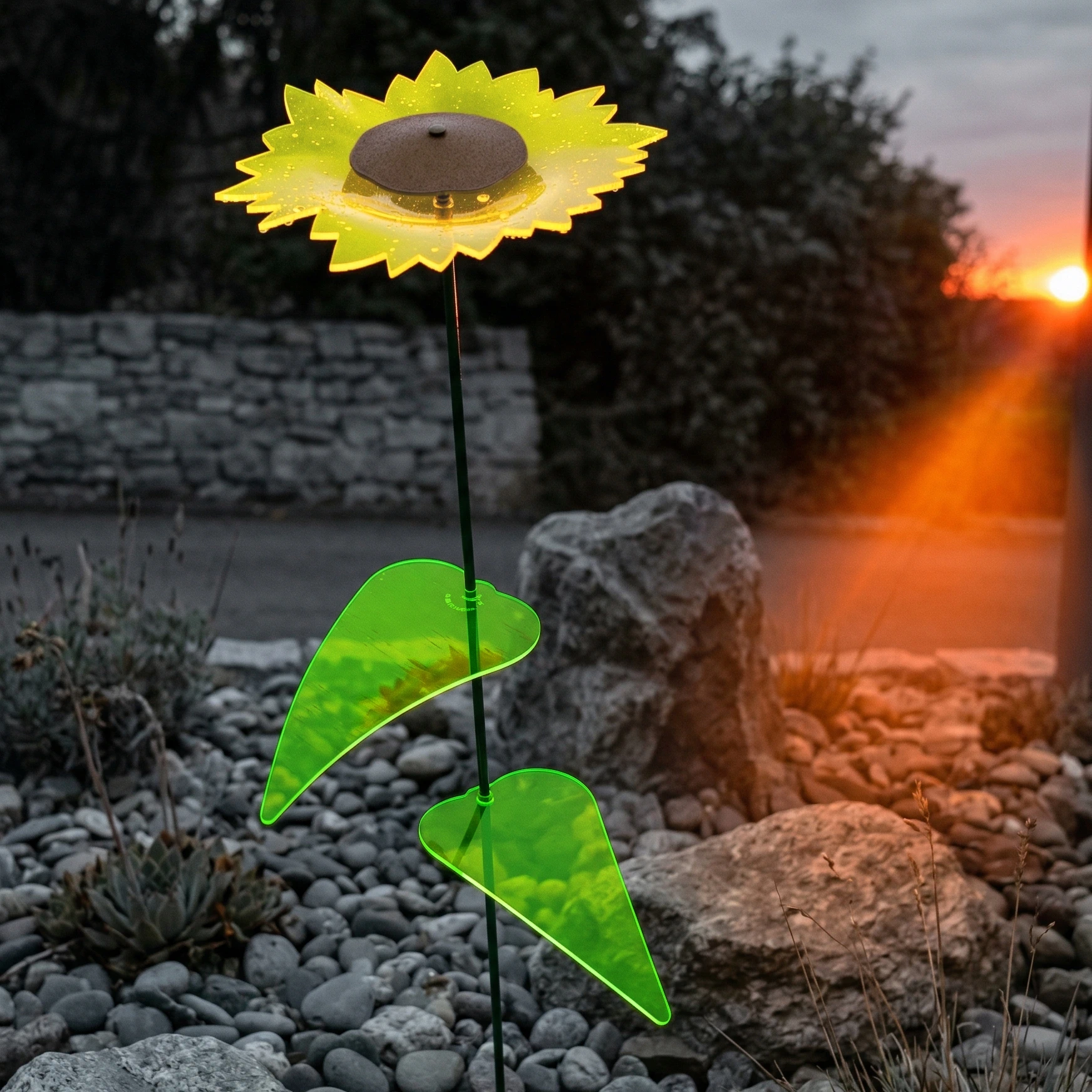 leuchtende Sonnenblume 2 SunForm-Sonnenfänger Sonnenfänger Sonnenblume im Steingarten mit Regentropfen von Abendsonne beleuchtet